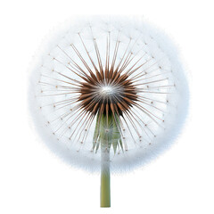 Obraz premium A close-up of a dandelion seed head, showcasing its intricate structure.