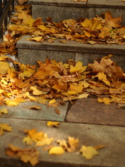 Golden autumn in the city park. yellow maple leaves