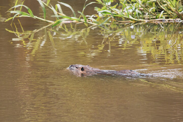 Coipo nadando en la laguna