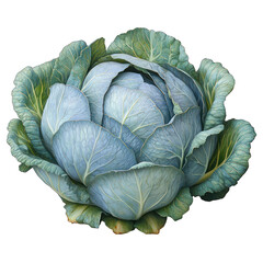 Obraz premium A detailed illustration of a fresh green cabbage.