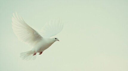 Obraz premium white dove flying in the sky