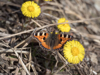 bright butterfly on flowers in spring closeup
