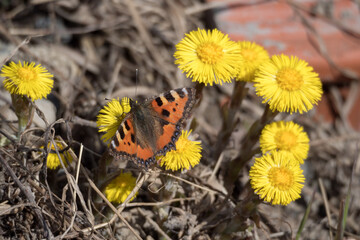 butterfly in spring day
