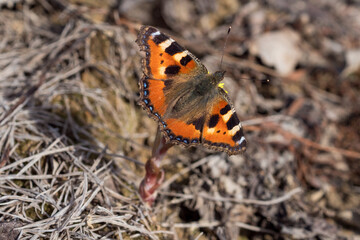 butterfly in spring day
