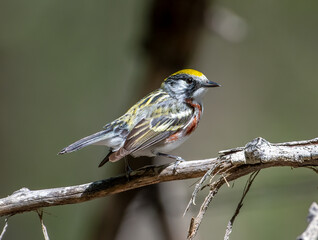 Chestnut-sided Warbler