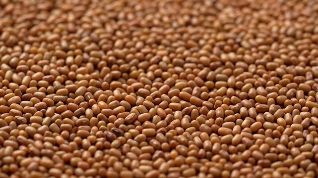 Macro video of mat bean or matki on rotating disc. Close up of moth or dew beans.