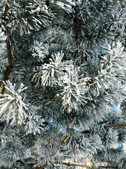 Pine branches in frost on a frosty sunny day
