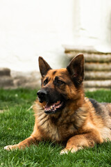 A German Shepherd dog lying down, looking to the side with a focused expression. A portrait of loyalty, intelligence, and calmness in a relaxed pose.
