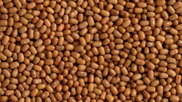 Macro video of mat bean or matki on rotating disc. Close up of moth or dew beans.