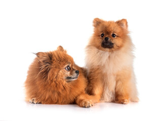 Obraz premium pomeranians in studio