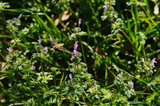 Hemaris diffinis or snowberry clearwing moth flying over henbit in Texas spring field.