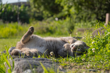 春のシロツメクサと芝の上でごろごろしてるサバトラ柄のもふもふの野良猫