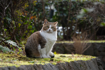 Fototapeta premium 自然公園で苔と緑に囲まれて座ってる茶トラ柄とぶち猫柄の野良猫
