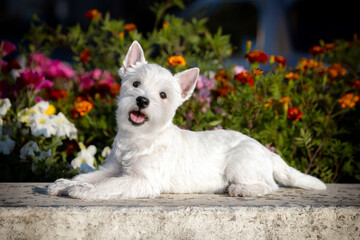 Portrait of West Highland White Terrier puppy lying near bright summer flower bed