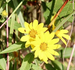 A close view of the yellow wildflower in the field.