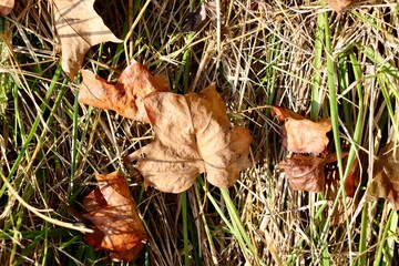 A close view of the brown. leaves in the grass.