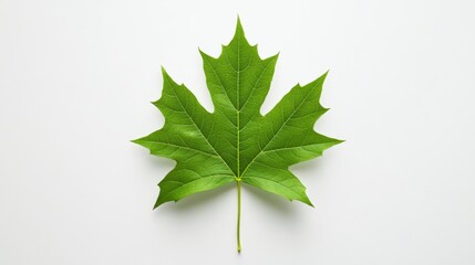 Fototapeta premium Green Maple Leaf Isolated on White Background for Nature Concepts
