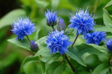 Fototapeta premium vibrant cluster of electric blue flowers in full bloom surrounded by green leaves against natural background