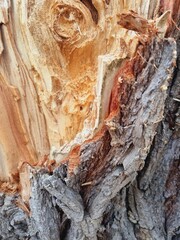 bark and wood of old willow