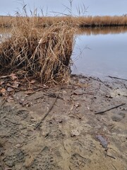 sandy river bank, clear water, dry reeds, autumn