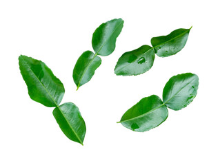 Top view set of four green bergamot or kaffir lime leaves isolated on white background with clipping path