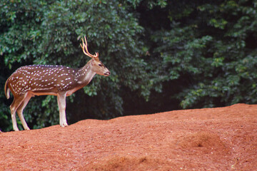 A deer standing on a mountain. Side view, nature landscape, animal, wildlife