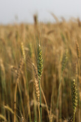 Wheat Field Village Plant Summer Photo Background, Barley, Nature, Food