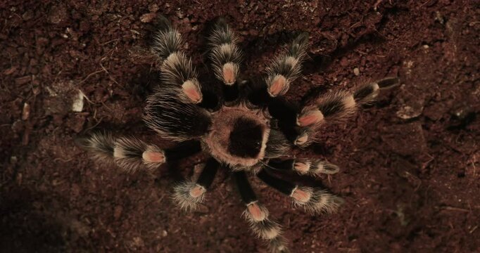 Macro shot of a tarantula resting on soil showing its detailed hairy body and legs, suitable for insect or spider-related themes.