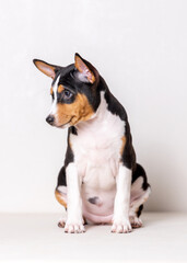 8 week old tri-color basenji puppy sitting in front of white background looking away attentively