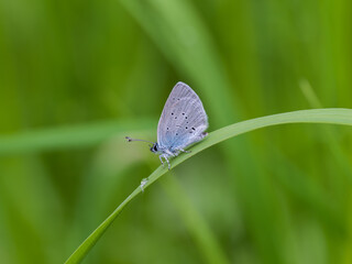 Small Blue Butterfly on Grass Stem