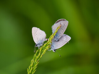 Small Blue Butterflyies Mating on Grass Stem