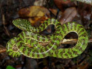 Trimeresurus venustus