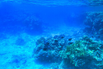 Red Sea underwater scenery with tropical fishes, Egypt