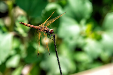 Primer plano de una lib&eacute;lula (Anisoptera) descansando delicadamente sobre un tallo delgado, sus alas transl&uacute;cidas captan la luz contra un fondo verde suavemente difuminado.
