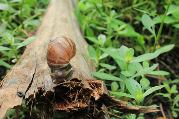 a snail on a dry coconut tree trunk