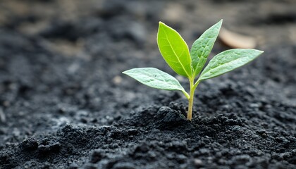 Fresh Green Seedling Emerges from Rich Black Soil in Natural Environment, Symbolizing Growth, Renewal, and Environmental Awareness in Garden Setting