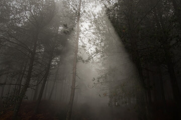 Fototapeta premium Foggy woods in the evening
