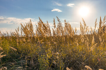 Fototapeta premium Grasses are sprouting in field in the backlit sun. Golden ears of grass create an atmosphere of peace