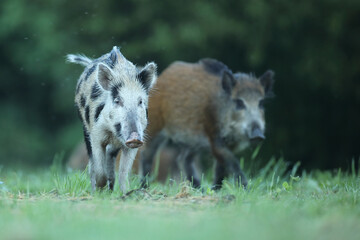 Dzik euroazjatycki, dzik, (Sus scrofa) © Bartosz Rakoczy