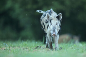 Dzik euroazjatycki, dzik, (Sus scrofa) © Bartosz Rakoczy