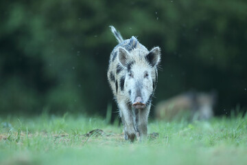 Dzik euroazjatycki, dzik, (Sus scrofa) © Bartosz Rakoczy