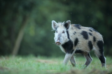 Dzik euroazjatycki, dzik, (Sus scrofa) © Bartosz Rakoczy