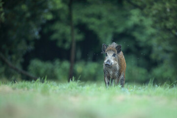 Dzik euroazjatycki, dzik, (Sus scrofa) © Bartosz Rakoczy