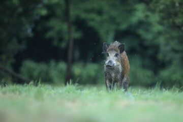 Dzik euroazjatycki, dzik, (Sus scrofa) © Bartosz Rakoczy