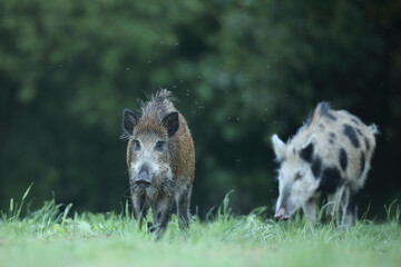 Dzik euroazjatycki, dzik, (Sus scrofa) © Bartosz Rakoczy