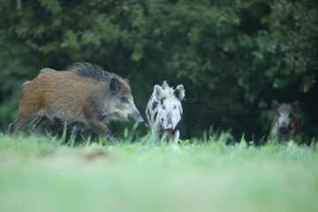 Dzik euroazjatycki, dzik, (Sus scrofa) © Bartosz Rakoczy