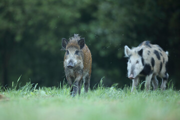 Dzik euroazjatycki, dzik, (Sus scrofa) © Bartosz Rakoczy