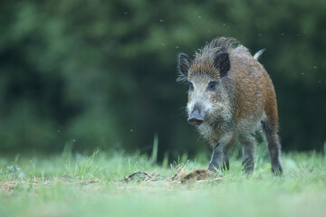 Dzik euroazjatycki, dzik, (Sus scrofa) © Bartosz Rakoczy