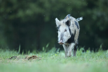 Dzik euroazjatycki, dzik, (Sus scrofa) © Bartosz Rakoczy