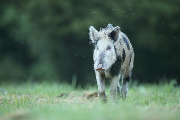 Dzik euroazjatycki, dzik, (Sus scrofa) © Bartosz Rakoczy
